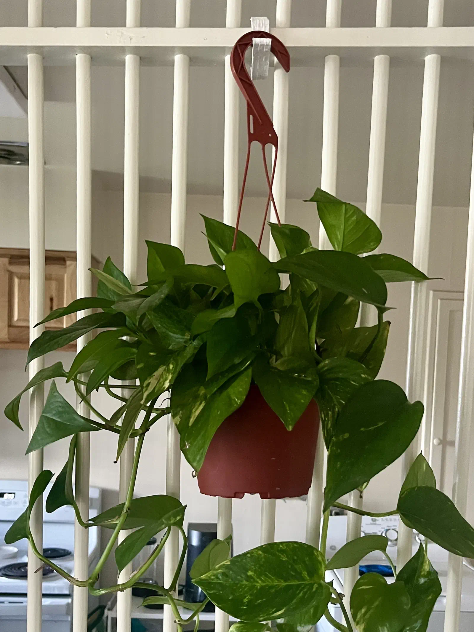 A red hook attached to a white slatted support holding a red hanging plant pot with trailing green leaves