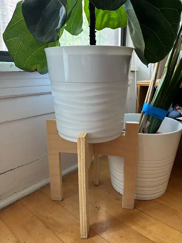 A leafy plant in a white pot supported by a simple pale plywood H-shaped stand